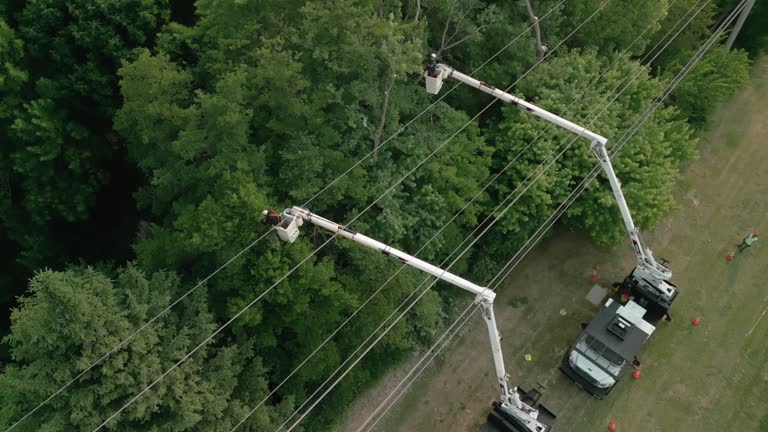 How Our Tree Care Process Works  in  Colorado Springs, CO