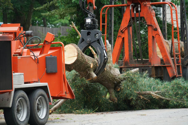 Reliable Colorado Springs, CO Tree Services Solutions