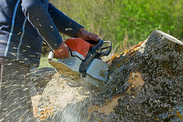 Best Commercial Tree Services  in Lorado Springs, CO